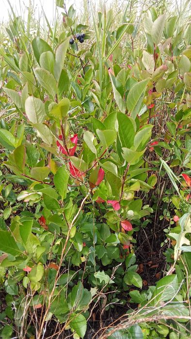Aronia  sadzonki roczne i dwuletnie