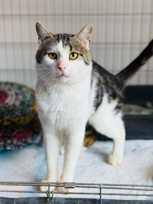 Uroczy kocurek do adopcji