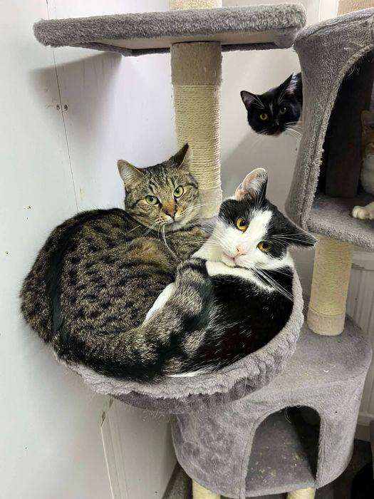 kot kocur do adopcji za darmo