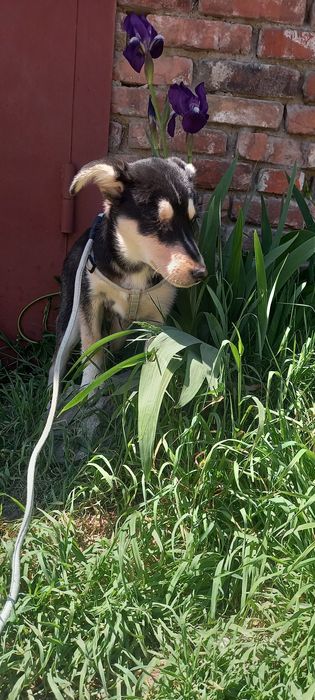 Цуцик в добрі руки