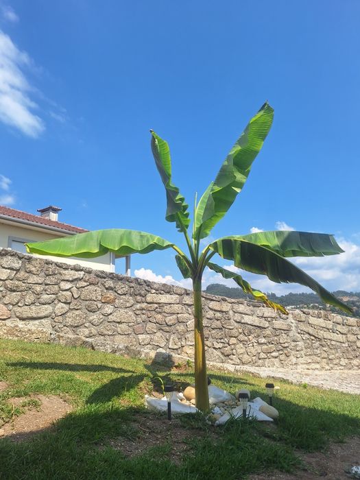 Bananeira .       .