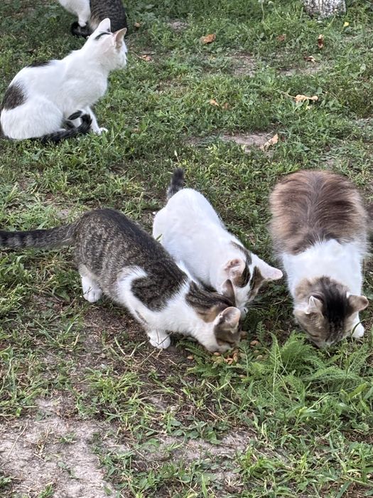 Продам 4 кошенят