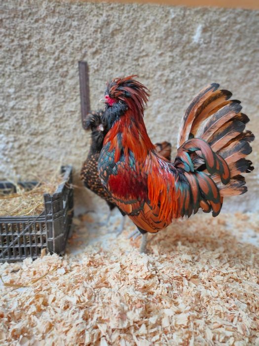 Ovos paduana camurça, Appenzeller, Pequim e Sultanas, sebright dourada