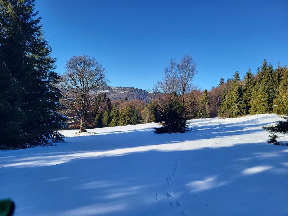 Działka w Gorcach -polana z lasem