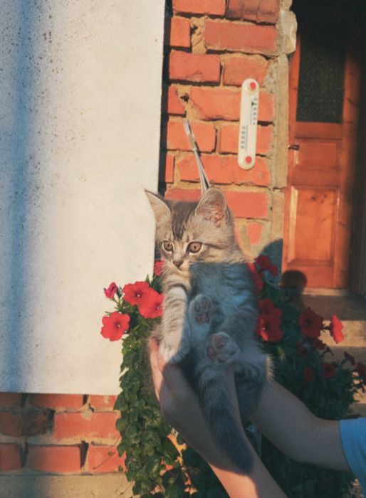Кошеня дівчинка, 3 місяці