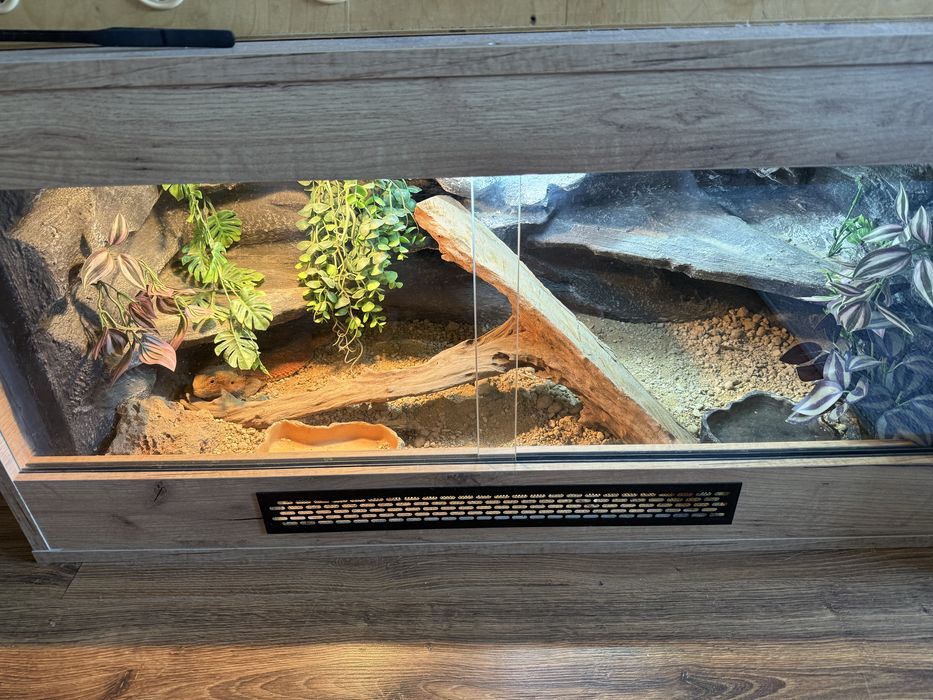 Agama brodata razem z terrarium