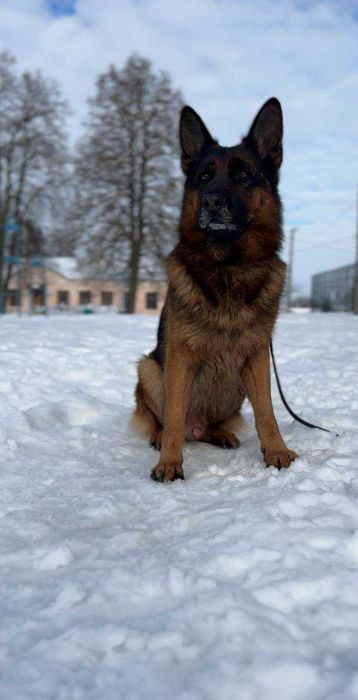 Німецька вівчарка