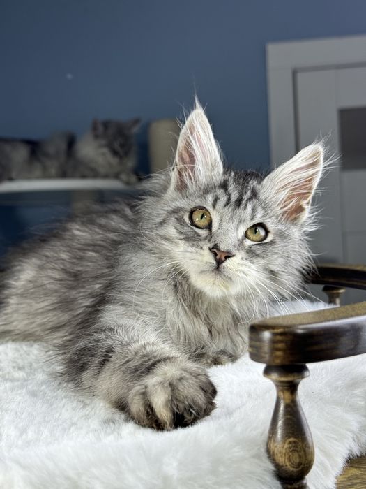 Выразительной внешности мальчик мейн кун 3.5 месяца