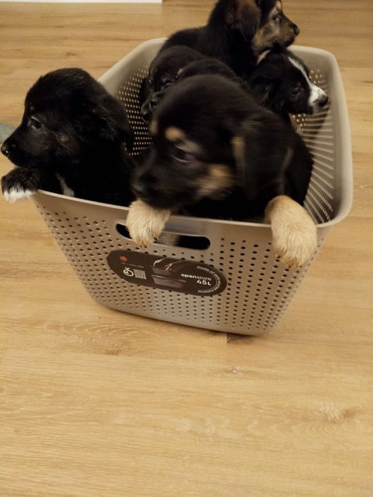 Oddam pieski za darmo