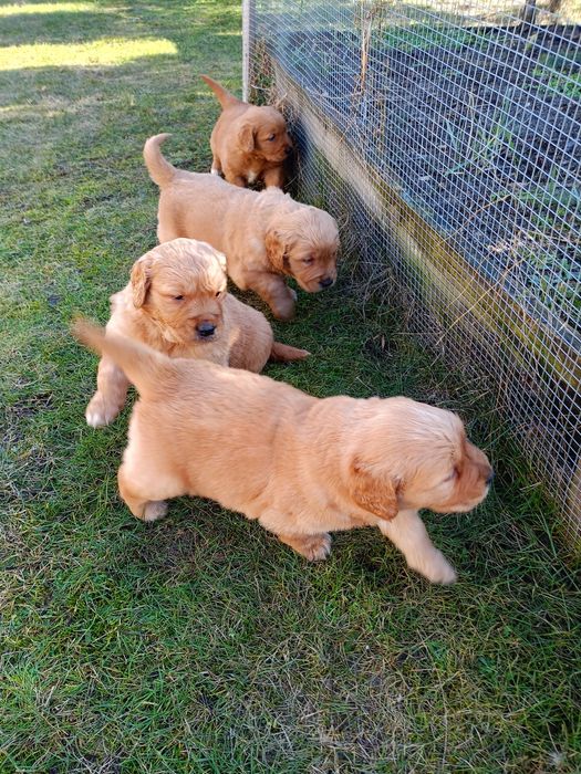 Golden retriever złoty