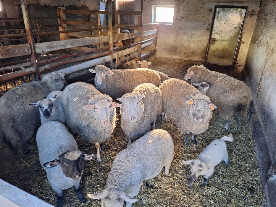 Owce sprzedam stado 11 sztuk