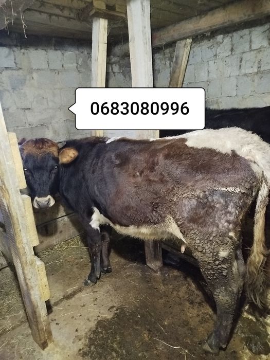 Продам молоду корову вечірка