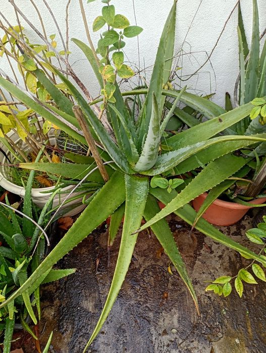 Aloé Vera Gigante