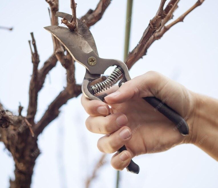 Przycinanie drzew i krzewów owocowych i ozdobnych
