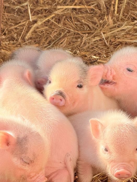 Mini pigs gottingen