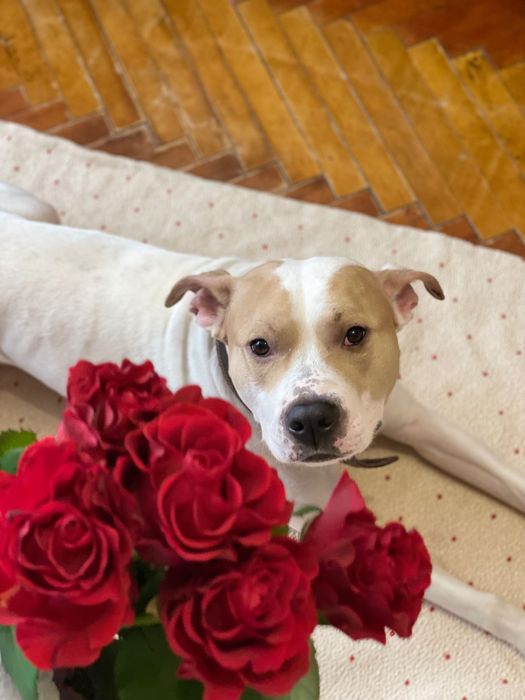 Вʼязка собаки  Рівне
