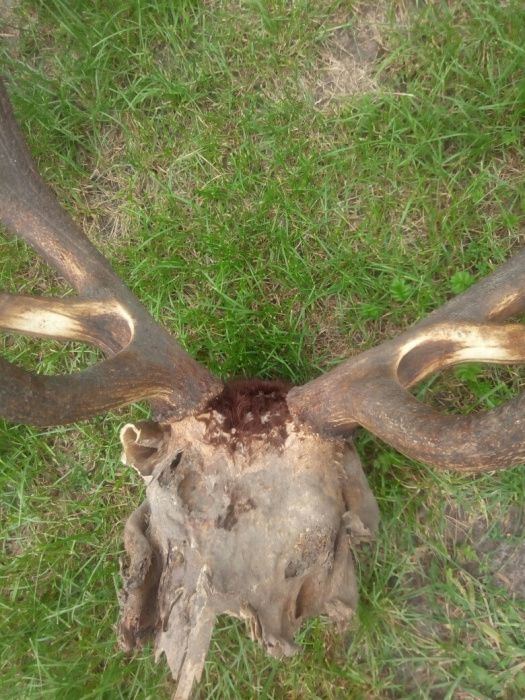 Рога  благородного оленья.