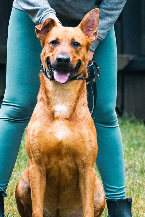 CYGAN - wesoły, młody , duży pies