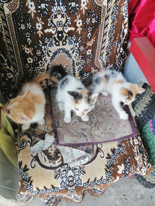 Отдам котят бесплатно