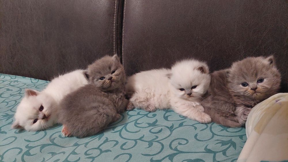 Продам котят шотландські гостровухі