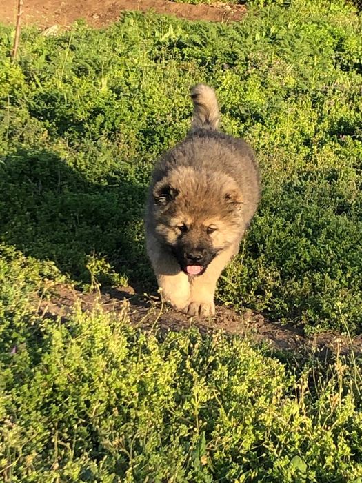 Цуценята кавказькоі вівчарки КСУ
