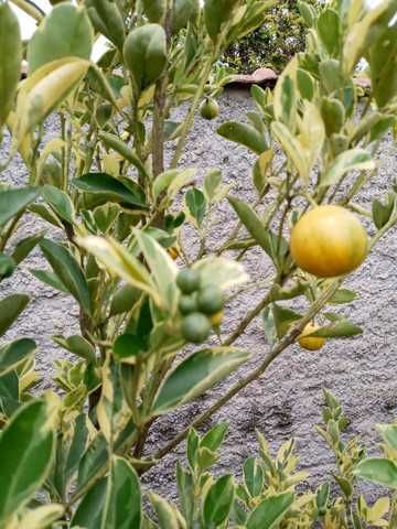 Citrinos Raros e Comuns