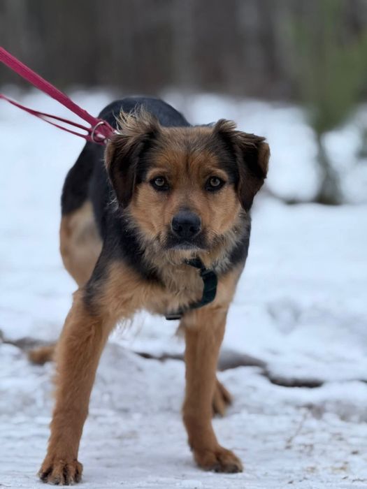 Ciekawska Gusia poleca się do adopcji