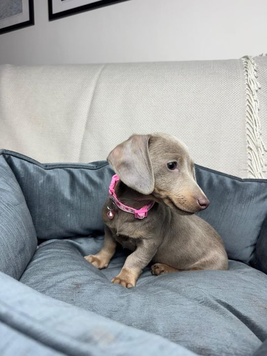 jamnik miniaturowy suczka