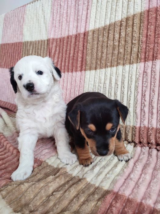 Джек Рассел терьер