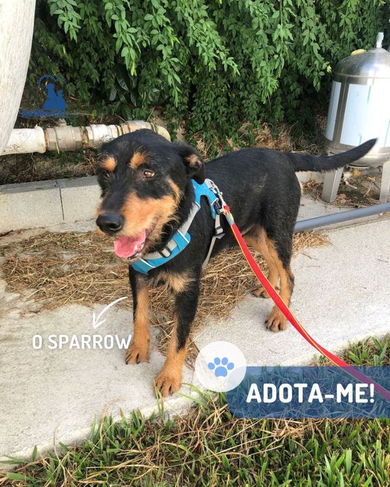 Sparrow cao jovem de porte grande