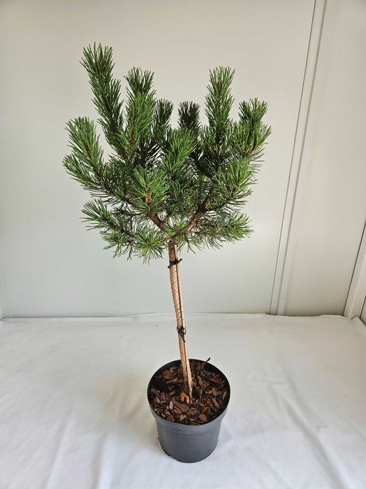 Kosodrzewina Winter Gold 100cm – ozdobna sosna szczepiona na pniu