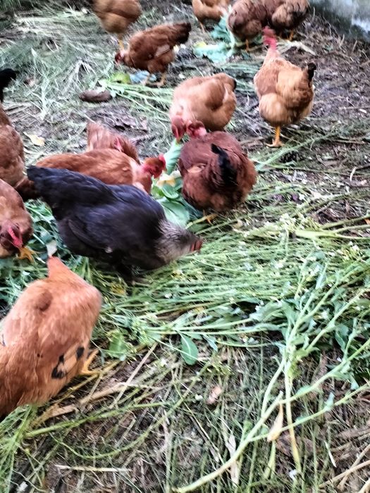 Galinhas  amarelas de carne