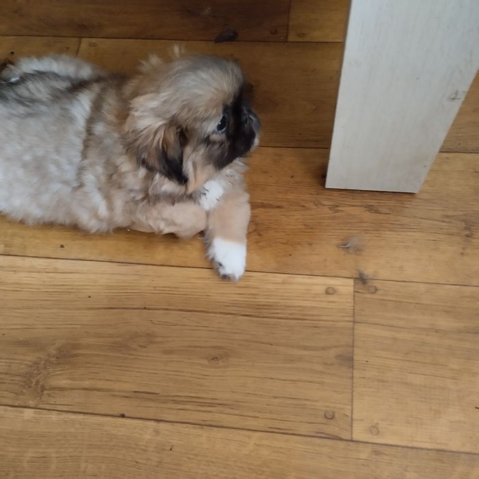 Pies pekińczyk mlody