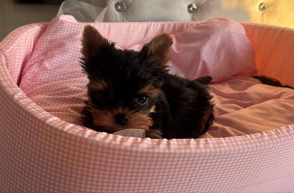 Yorkshire terrier xxs
