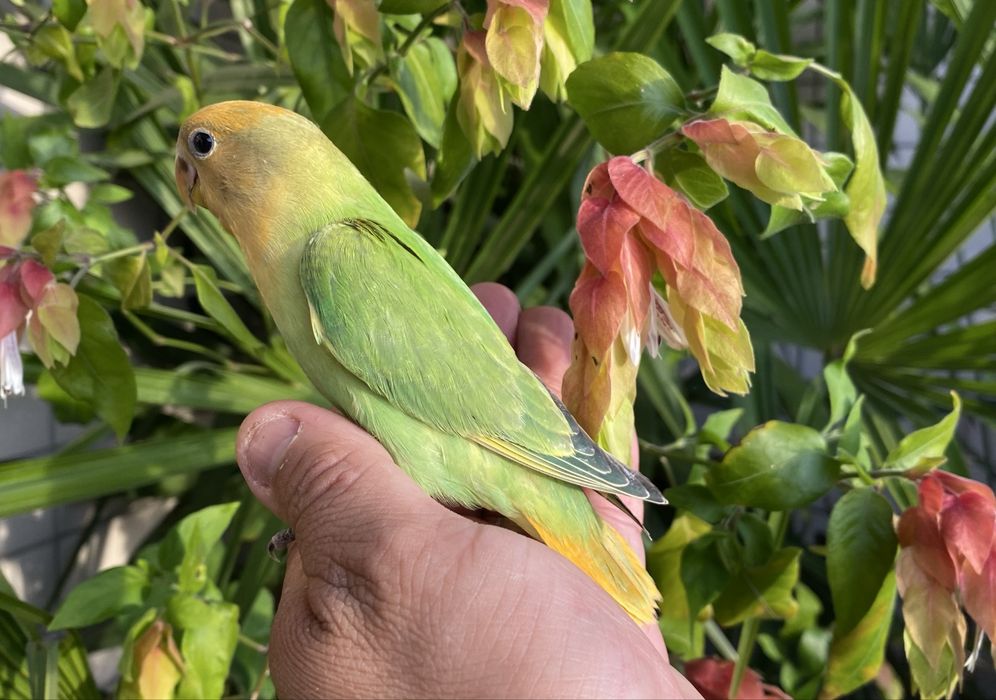 Agapornis domesticado
