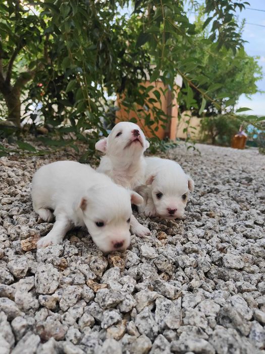 Bichon maltês menina