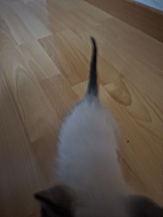 Gato branco para adoção