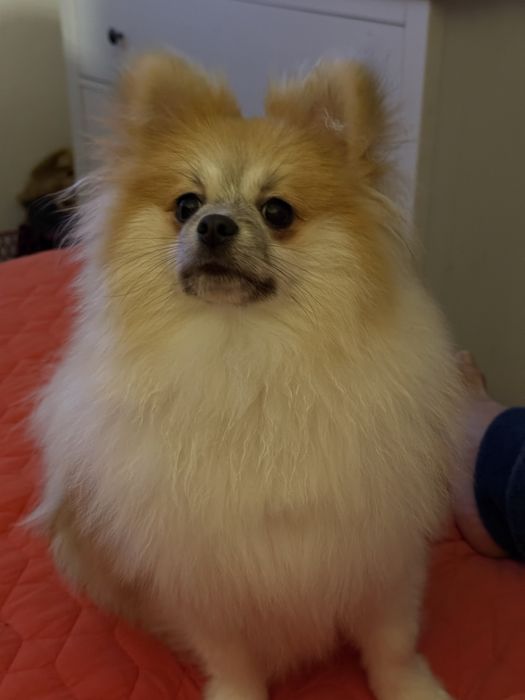 Sao dois um macho branco com amarelo e um femea branca …