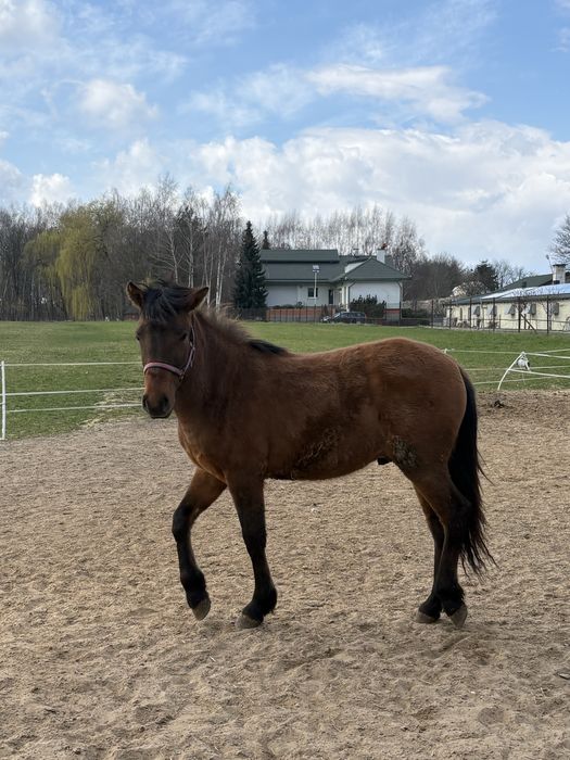 Konie rasy Huculskiej