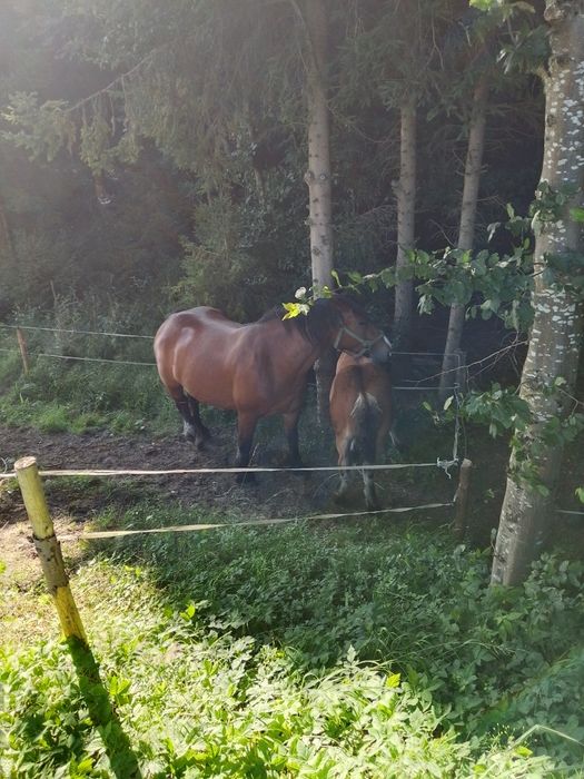 Sprzedam klacz zimnokrwista