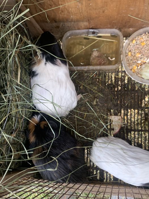 Морські свинки різні