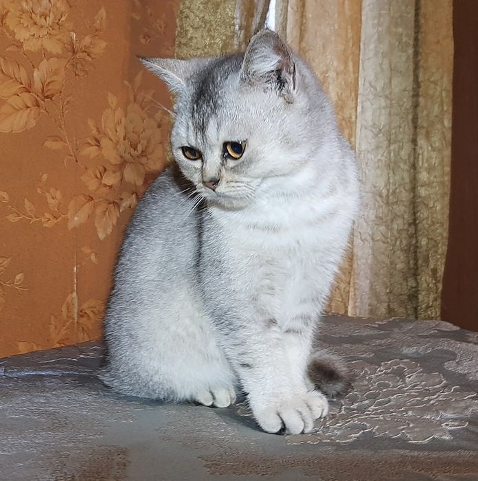 Шиншилла котик британец