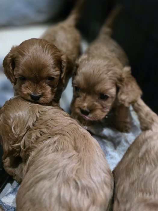 Cavapoo   .Badania genetyczne.Do rezerwacji.