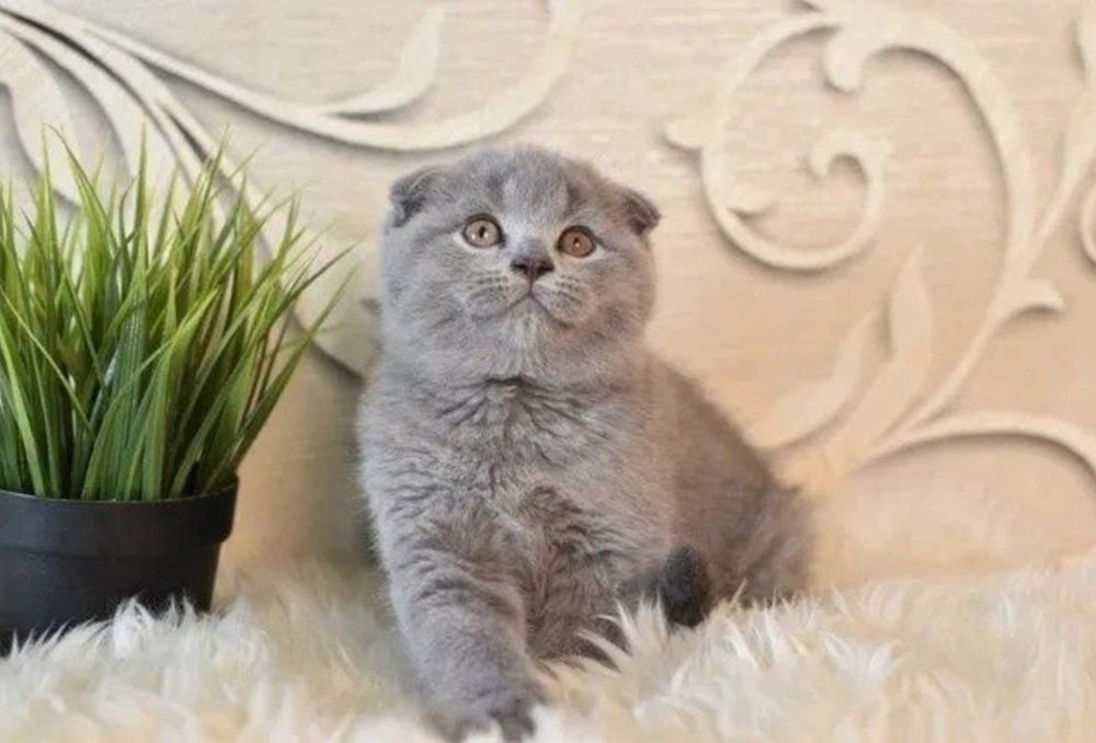 Шотландские котята.