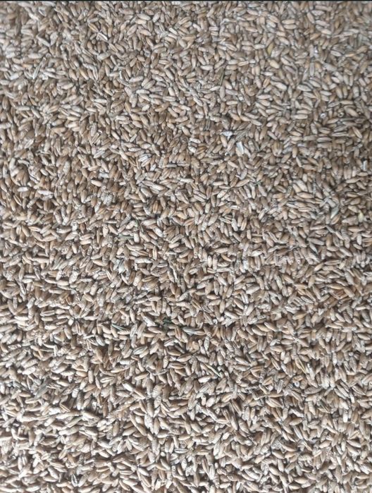 Zboże ozime pszenżyto