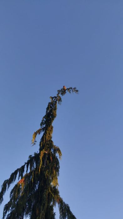 Cyprysik nutkajski 6,5m tuja