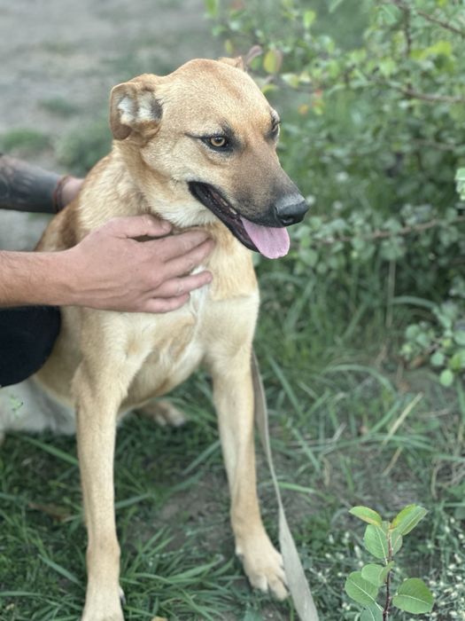 Собака девочка бесплатно