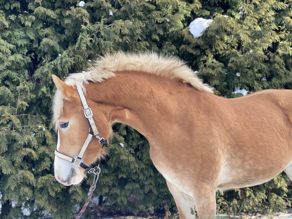 Klacz haflinger klacz