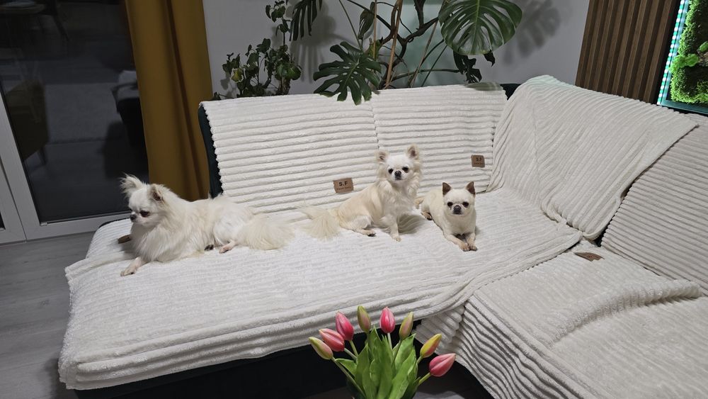 Chihuahua, chłopczyk