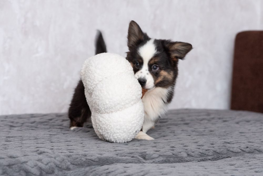 Цуценята Вельш Коргі Кардиган , родовід КСУ